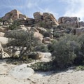 Národní park joshua tree